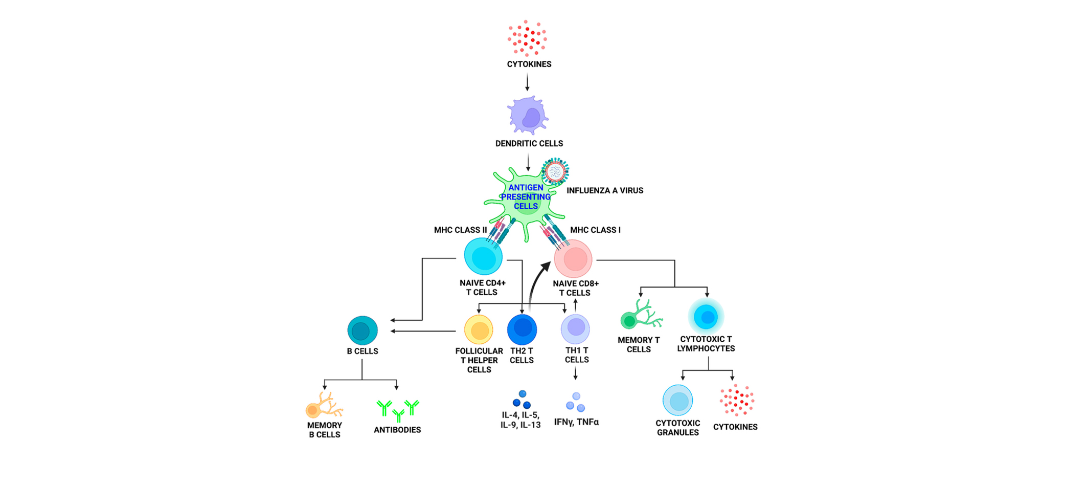 how flu vaccines protect the body